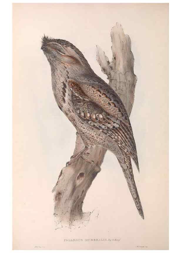 Reproducción/Reproduction 36811821211: The birds of Australia.. London,Printed by R. and J. E. Taylor; pub. by the author,[1840]-48.
