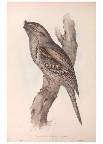 Reproducción/Reproduction 36811821211: The birds of Australia.. London,Printed by R. and J. E. Taylor; pub. by the author,[1840]-48.