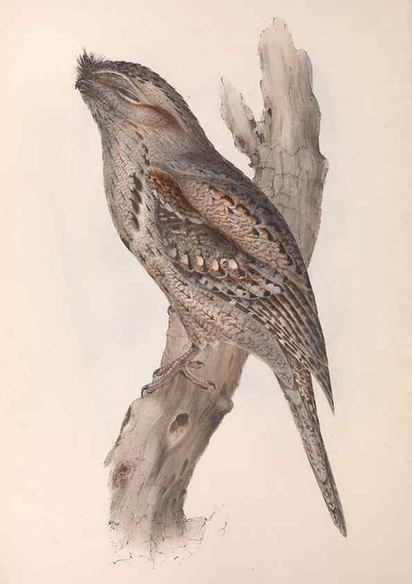 Reproducción/Reproduction 36811821211: The birds of Australia.. London,Printed by R. and J. E. Taylor; pub. by the author,[1840]-48.