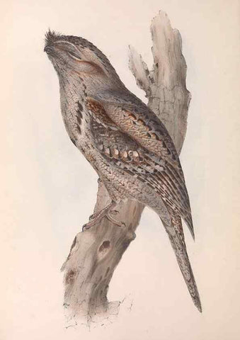 Reproducción/Reproduction 36811821211: The birds of Australia.. London,Printed by R. and J. E. Taylor; pub. by the author,[1840]-48.