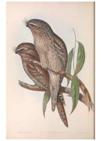 Reproducción/Reproduction 36811823581: The birds of Australia.. London,Printed by R. and J. E. Taylor; pub. by the author,[1840]-48.