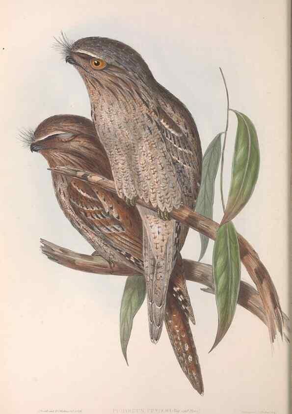 Reproducción/Reproduction 36811823581: The birds of Australia.. London,Printed by R. and J. E. Taylor; pub. by the author,[1840]-48.