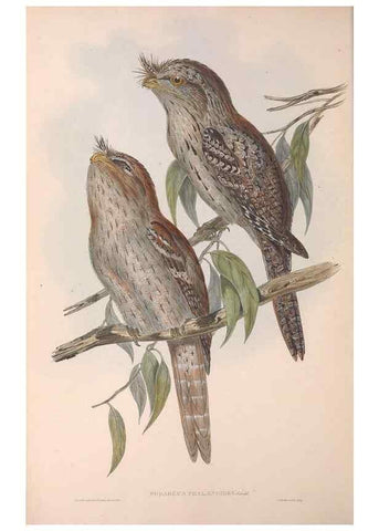 Reproducción/Reproduction 36143004233: The birds of Australia.. London,Printed by R. and J. E. Taylor; pub. by the author,[1840]-48.