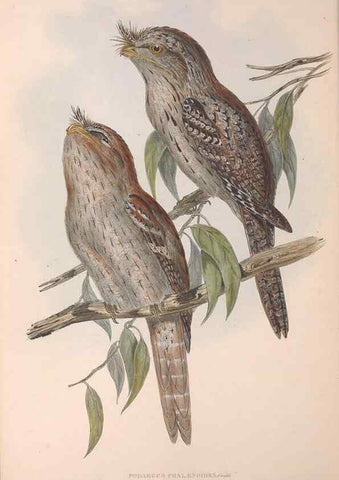 Reproducción/Reproduction 36143004233: The birds of Australia.. London,Printed by R. and J. E. Taylor; pub. by the author,[1840]-48.