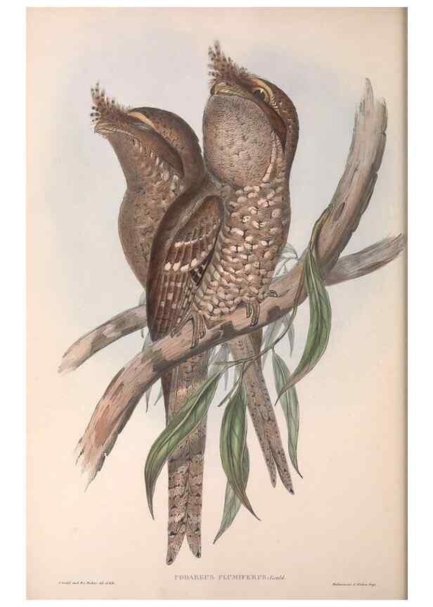 Reproducción/Reproduction 36763900696: The birds of Australia.. London,Printed by R. and J. E. Taylor; pub. by the author,[1840]-48.