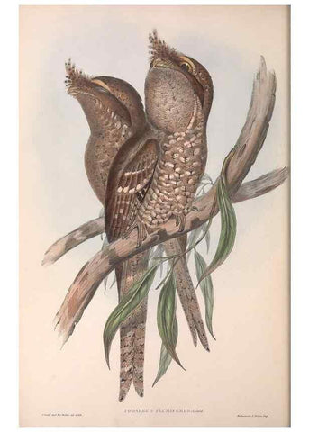Reproducción/Reproduction 36763900696: The birds of Australia.. London,Printed by R. and J. E. Taylor; pub. by the author,[1840]-48.
