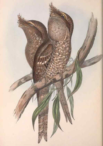 Reproducción/Reproduction 36763900696: The birds of Australia.. London,Printed by R. and J. E. Taylor; pub. by the author,[1840]-48.