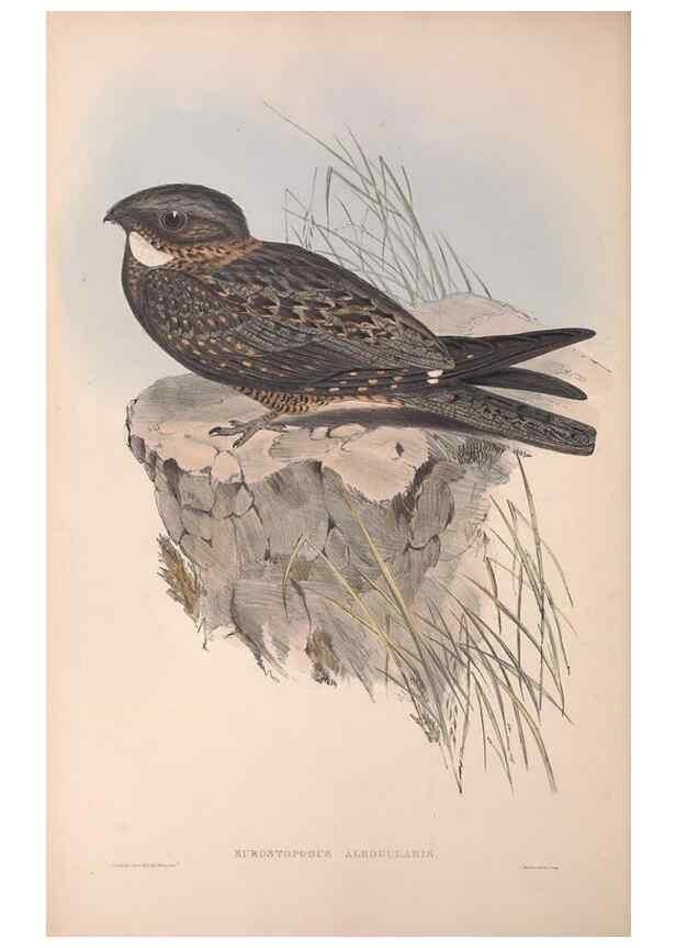 Reproducción/Reproduction 36555169050: The birds of Australia.. London,Printed by R. and J. E. Taylor; pub. by the author,[1840]-48.