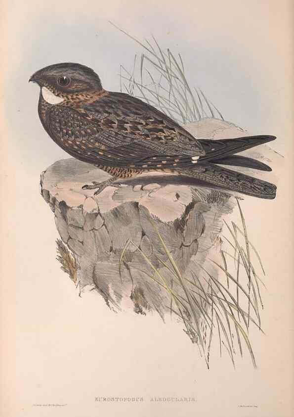 Reproducción/Reproduction 36555169050: The birds of Australia.. London,Printed by R. and J. E. Taylor; pub. by the author,[1840]-48.