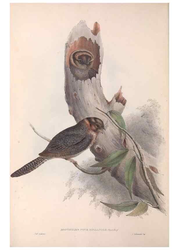 Reproducción/Reproduction 36142986073: The birds of Australia.. London,Printed by R. and J. E. Taylor; pub. by the author,[1840]-48.