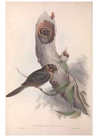 Reproducción/Reproduction 36142986073: The birds of Australia.. London,Printed by R. and J. E. Taylor; pub. by the author,[1840]-48.
