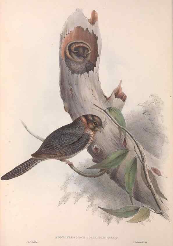 Reproducción/Reproduction 36142986073: The birds of Australia.. London,Printed by R. and J. E. Taylor; pub. by the author,[1840]-48.