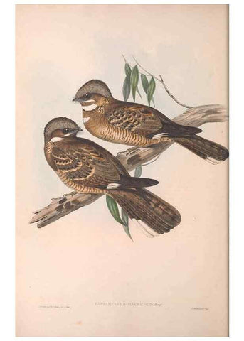 Reproducción/Reproduction 36555172080: The birds of Australia.. London,Printed by R. and J. E. Taylor; pub. by the author,[1840]-48.
