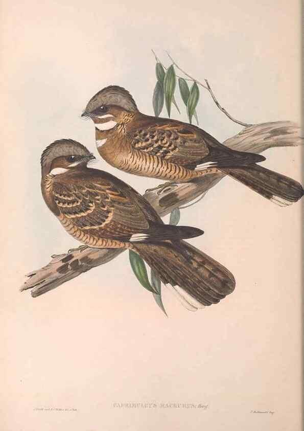 Reproducción/Reproduction 36555172080: The birds of Australia.. London,Printed by R. and J. E. Taylor; pub. by the author,[1840]-48.