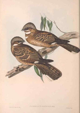 Reproducción/Reproduction 36555172080: The birds of Australia.. London,Printed by R. and J. E. Taylor; pub. by the author,[1840]-48.