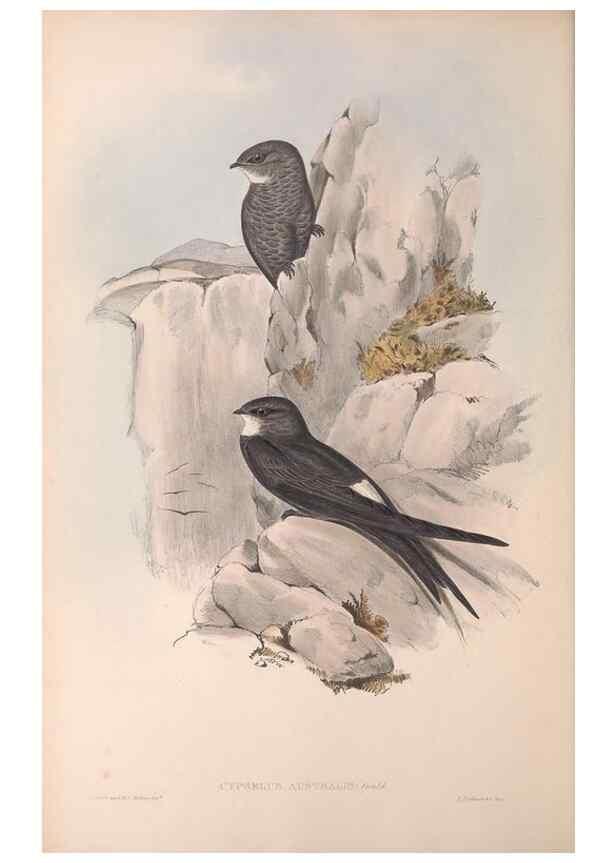 Reproducción/Reproduction 36555174710: The birds of Australia.. London,Printed by R. and J. E. Taylor; pub. by the author,[1840]-48.