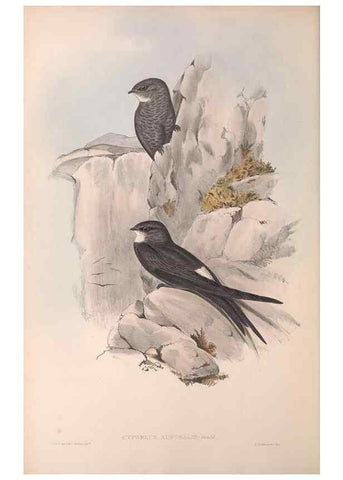 Reproducción/Reproduction 36555174710: The birds of Australia.. London,Printed by R. and J. E. Taylor; pub. by the author,[1840]-48.