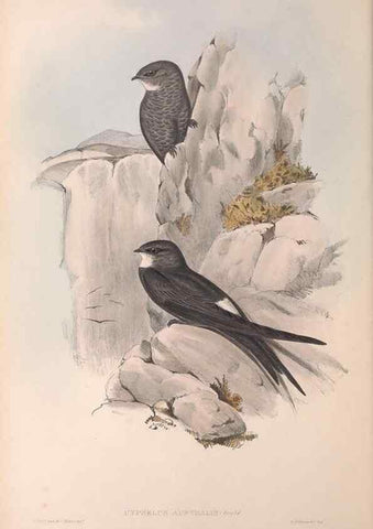 Reproducción/Reproduction 36555174710: The birds of Australia.. London,Printed by R. and J. E. Taylor; pub. by the author,[1840]-48.