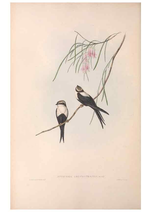 Reproducción/Reproduction 36555176090: The birds of Australia.. London,Printed by R. and J. E. Taylor; pub. by the author,[1840]-48.