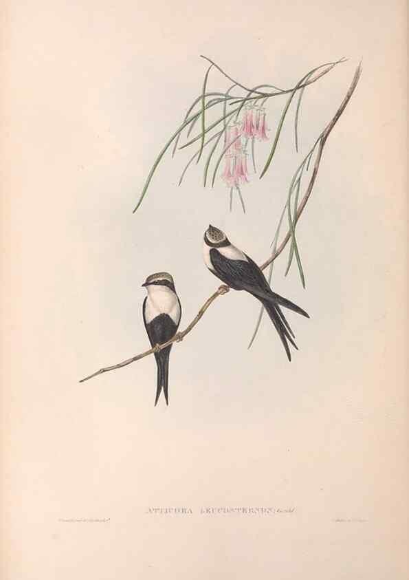 Reproducción/Reproduction 36555176090: The birds of Australia.. London,Printed by R. and J. E. Taylor; pub. by the author,[1840]-48.