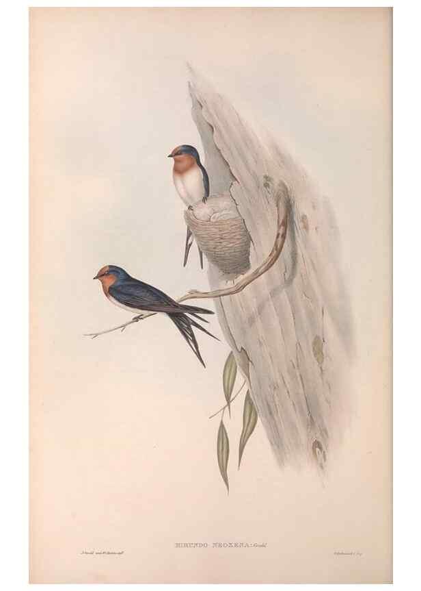Reproducción/Reproduction 36555178000: The birds of Australia.. London,Printed by R. and J. E. Taylor; pub. by the author,[1840]-48.