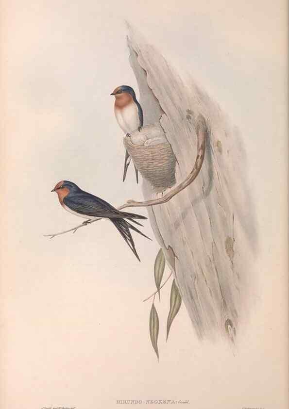 Reproducción/Reproduction 36555178000: The birds of Australia.. London,Printed by R. and J. E. Taylor; pub. by the author,[1840]-48.