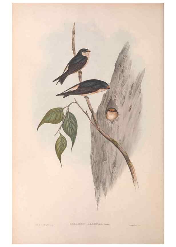 Reproducción/Reproduction 36951549615: The birds of Australia.. London,Printed by R. and J. E. Taylor; pub. by the author,[1840]-48.