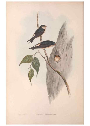 Reproducción/Reproduction 36951549615: The birds of Australia.. London,Printed by R. and J. E. Taylor; pub. by the author,[1840]-48.