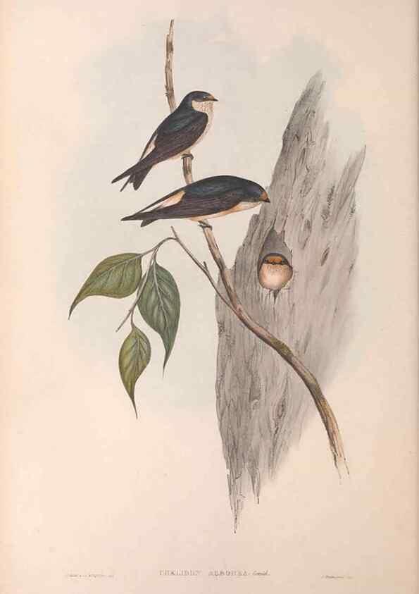 Reproducción/Reproduction 36951549615: The birds of Australia.. London,Printed by R. and J. E. Taylor; pub. by the author,[1840]-48.