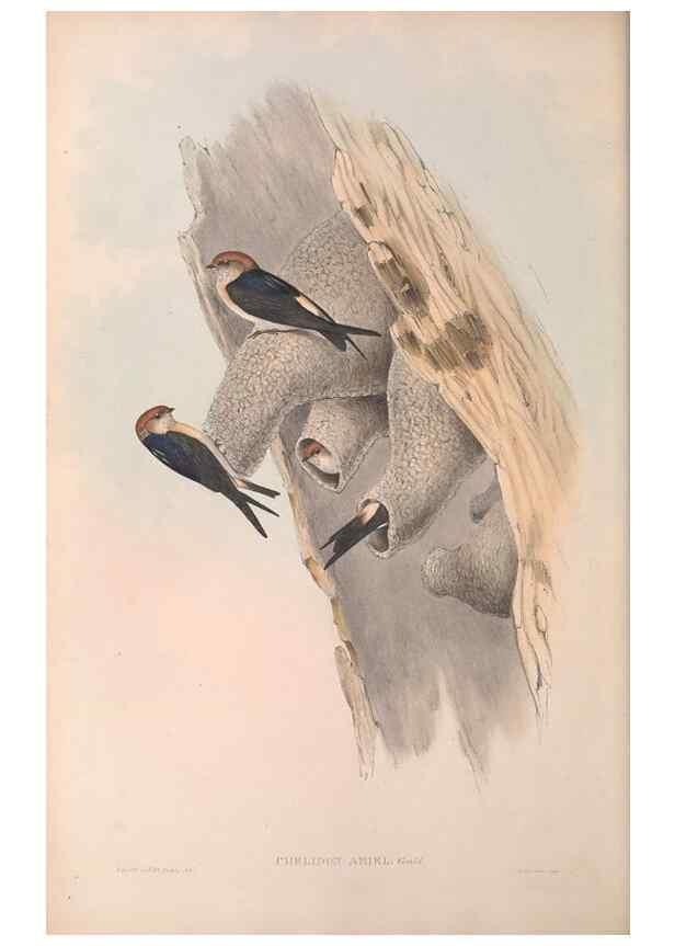 Reproducción/Reproduction 36780368892: The birds of Australia.. London,Printed by R. and J. E. Taylor; pub. by the author,[1840]-48.