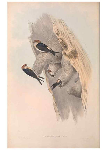 Reproducción/Reproduction 36780368892: The birds of Australia.. London,Printed by R. and J. E. Taylor; pub. by the author,[1840]-48.