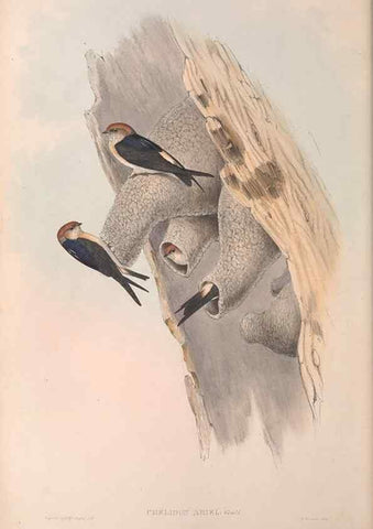 Reproducción/Reproduction 36780368892: The birds of Australia.. London,Printed by R. and J. E. Taylor; pub. by the author,[1840]-48.