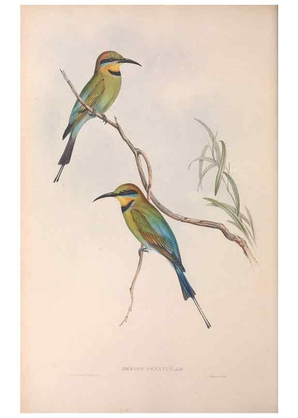 Reproducción/Reproduction 36143024893: The birds of Australia.. London,Printed by R. and J. E. Taylor; pub. by the author,[1840]-48.