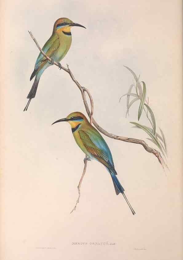 Reproducción/Reproduction 36143024893: The birds of Australia.. London,Printed by R. and J. E. Taylor; pub. by the author,[1840]-48.