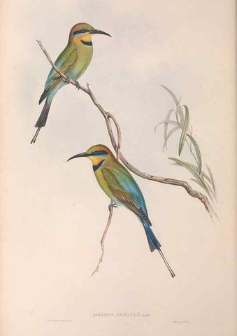 Reproducción/Reproduction 36143024893: The birds of Australia.. London,Printed by R. and J. E. Taylor; pub. by the author,[1840]-48.