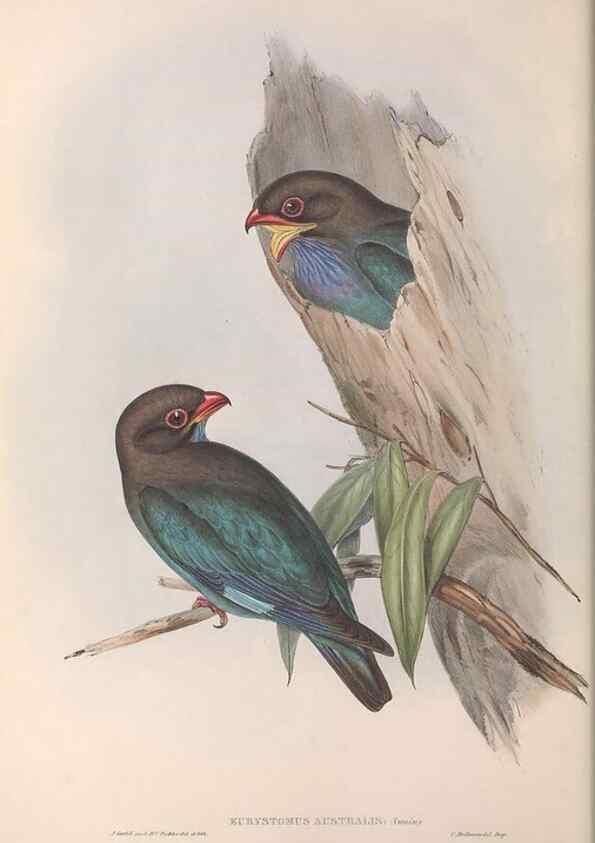 Reproducción/Reproduction 36780374452: The birds of Australia.. London,Printed by R. and J. E. Taylor; pub. by the author,[1840]-48.