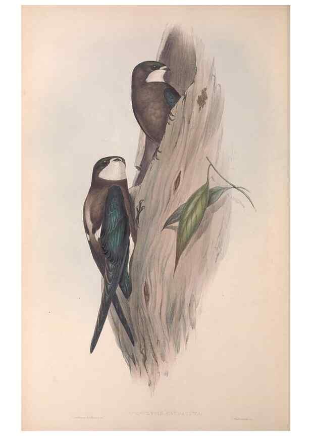 Reproducción/Reproduction 36555173370: The birds of Australia.. London,Printed by R. and J. E. Taylor; pub. by the author,[1840]-48.
