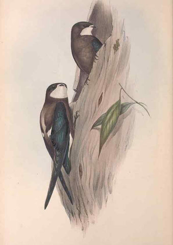 Reproducción/Reproduction 36555173370: The birds of Australia.. London,Printed by R. and J. E. Taylor; pub. by the author,[1840]-48.