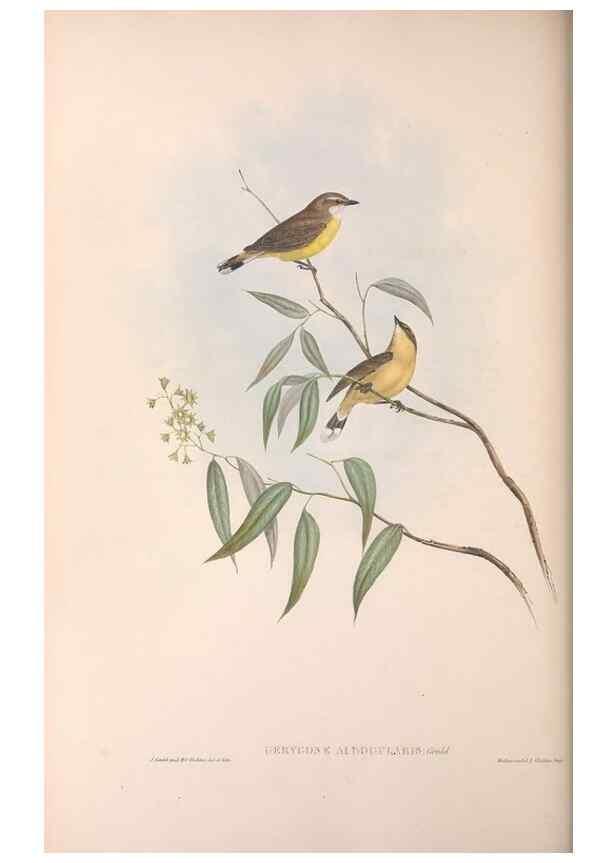 Reproducción/Reproduction 36143145413: The birds of Australia.. London,Printed by R. and J. E. Taylor; pub. by the author,[1840]-48.