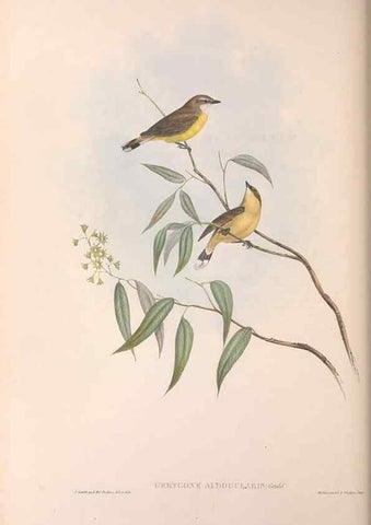 Reproducción/Reproduction 36143145413: The birds of Australia.. London,Printed by R. and J. E. Taylor; pub. by the author,[1840]-48.