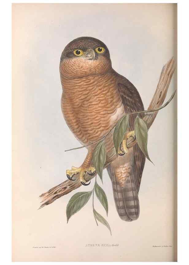 Reproducción/Reproduction 36780262182: The birds of Australia.. London,Printed by R. and J. E. Taylor; pub. by the author,[1840]-48.