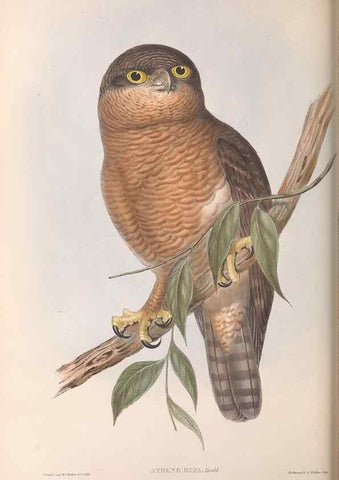 Reproducción/Reproduction 36780262182: The birds of Australia.. London,Printed by R. and J. E. Taylor; pub. by the author,[1840]-48.