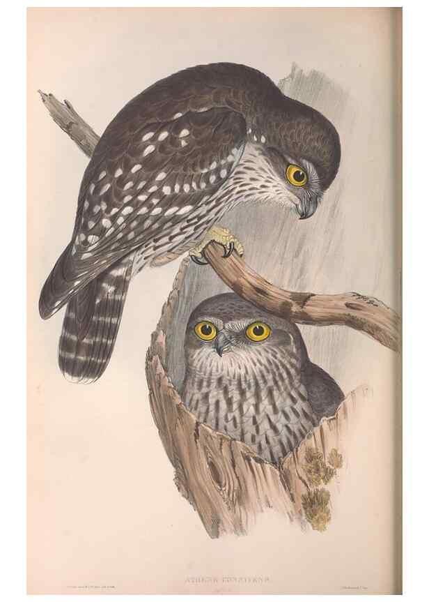 Reproducción/Reproduction 36142878703: The birds of Australia.. London,Printed by R. and J. E. Taylor; pub. by the author,[1840]-48.