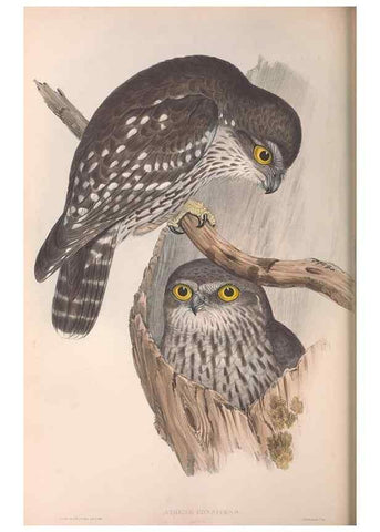 Reproducción/Reproduction 36142878703: The birds of Australia.. London,Printed by R. and J. E. Taylor; pub. by the author,[1840]-48.