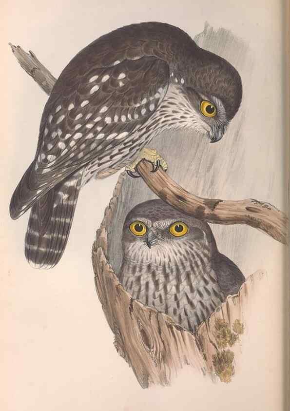Reproducción/Reproduction 36142878703: The birds of Australia.. London,Printed by R. and J. E. Taylor; pub. by the author,[1840]-48.