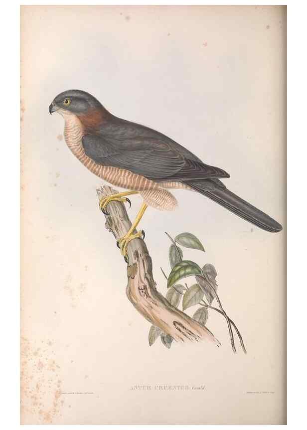 Reproducción/Reproduction 36116828364: The birds of Australia.. London,Printed by R. and J. E. Taylor; pub. by the author,[1840]-48.