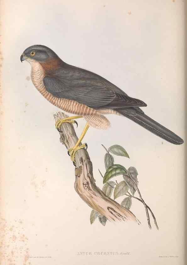 Reproducción/Reproduction 36116828364: The birds of Australia.. London,Printed by R. and J. E. Taylor; pub. by the author,[1840]-48.