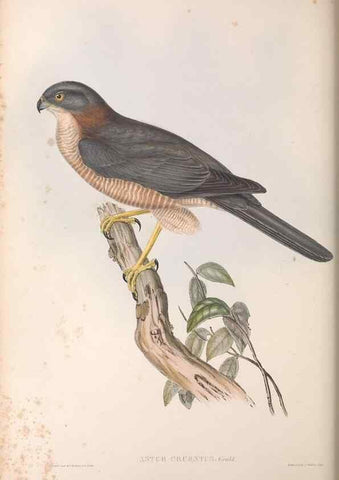 Reproducción/Reproduction 36116828364: The birds of Australia.. London,Printed by R. and J. E. Taylor; pub. by the author,[1840]-48.