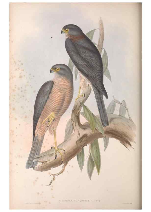 Reproducción/Reproduction 36142843123: The birds of Australia.. London,Printed by R. and J. E. Taylor; pub. by the author,[1840]-48.
