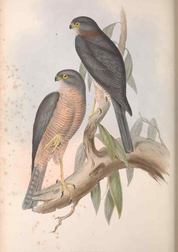 Reproducción/Reproduction 36142843123: The birds of Australia.. London,Printed by R. and J. E. Taylor; pub. by the author,[1840]-48.